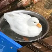 えみこの画像