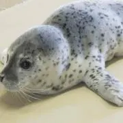 まめごま