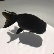 ごろー
