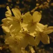 いもこ
