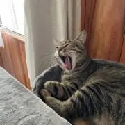 やすの画像