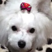 まるこ