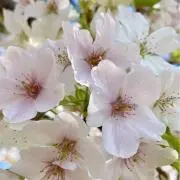 USAGIの画像