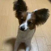 ララんの画像