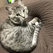 こまゆき