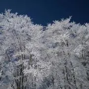 ☆冬美☆