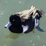 えるる