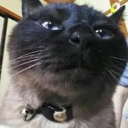 にゃんこ