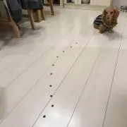 コロリンの画像