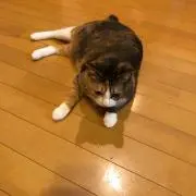 ハンドメイド稚魚