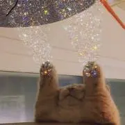 小熊の画像