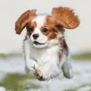 モエール
