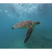 めぐ