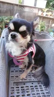 tackeybear