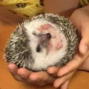KKパパの画像