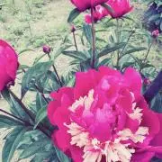 いちごの画像