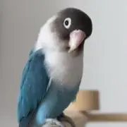 ケンタロウ