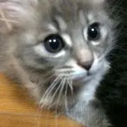 もっさん