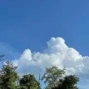 *:.Lots-o☆poodle ·✽の画像