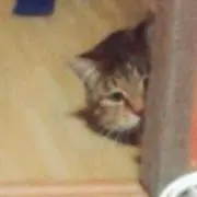 おる。