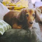 ココちゃんママの画像