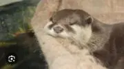 かわうそ3の画像