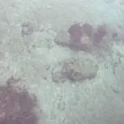 krthの画像