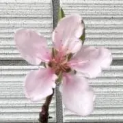 はなまるの画像