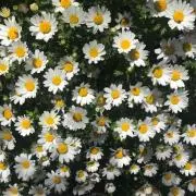 もも☆の画像