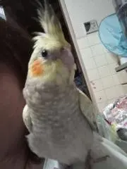 ジュピターの画像
