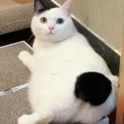 zhynoo