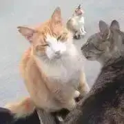 Saryの画像