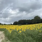 Rの画像