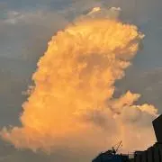 ぶたろうの画像
