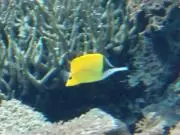 たむたむ