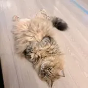 しょう屋の画像
