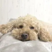 ももの画像