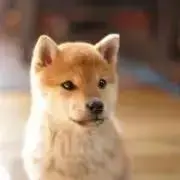 まるまるの画像