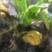 かえるの画像