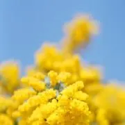 tm