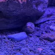 ブロッサムの画像