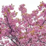 とろの画像