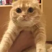 Suikaの画像