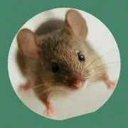 どらどら o(^-^o)(o^-^)o