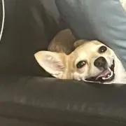 ヨシの画像