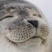 あざらしの画像