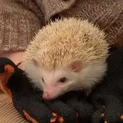 ハリーの画像