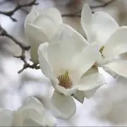 ハクレンの画像