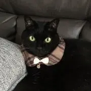たまこ