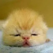 いちごの画像